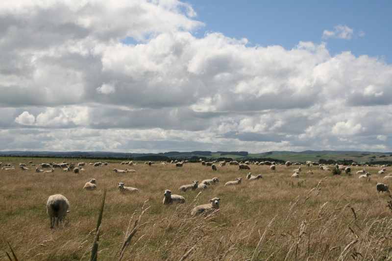 Nieuw-Zeeland 2011 - 1761